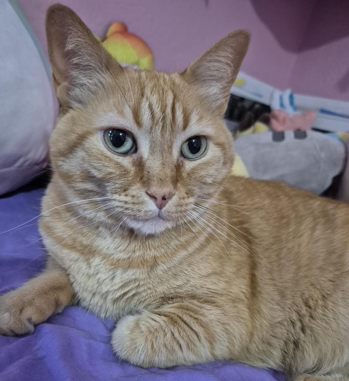 Melly Vanelly - Domestic Short Hair