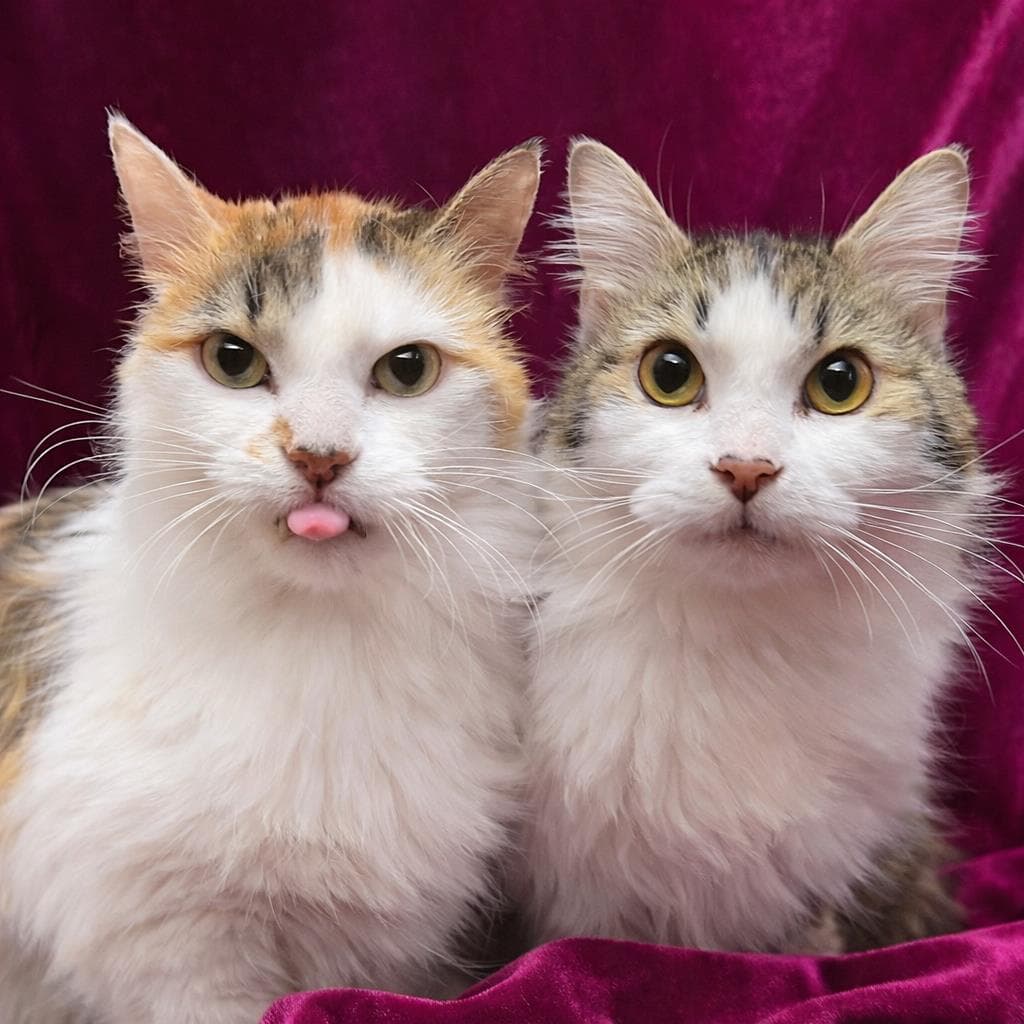 Trixie Velvetpaws Bonded To Pixie Velvetpaws - Calico