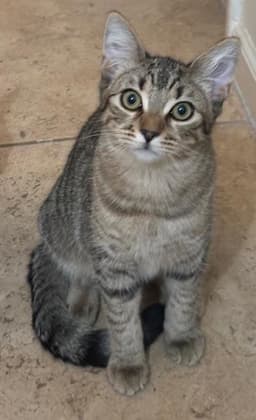 Poppy Purrsome image 1