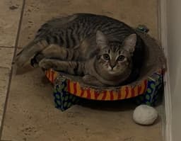 Poppy Purrsome image 2