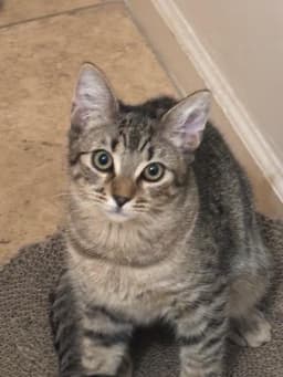 Poppy Purrsome image 3