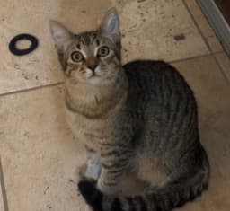 Poppy Purrsome image 4
