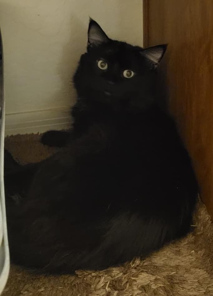Sheffield Fine - Domestic Medium Hair
