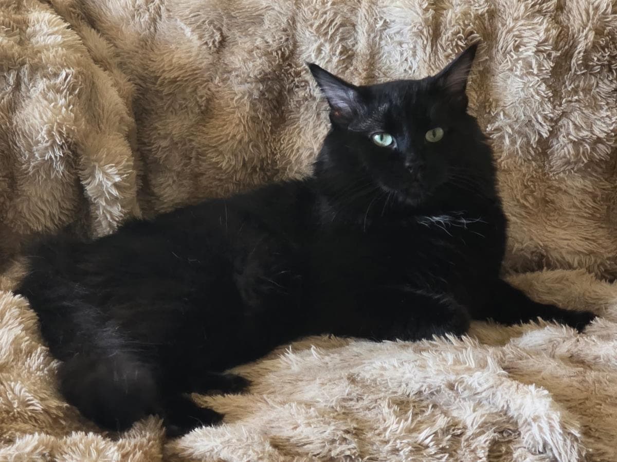 Sheffield Fine - Domestic Medium Hair
