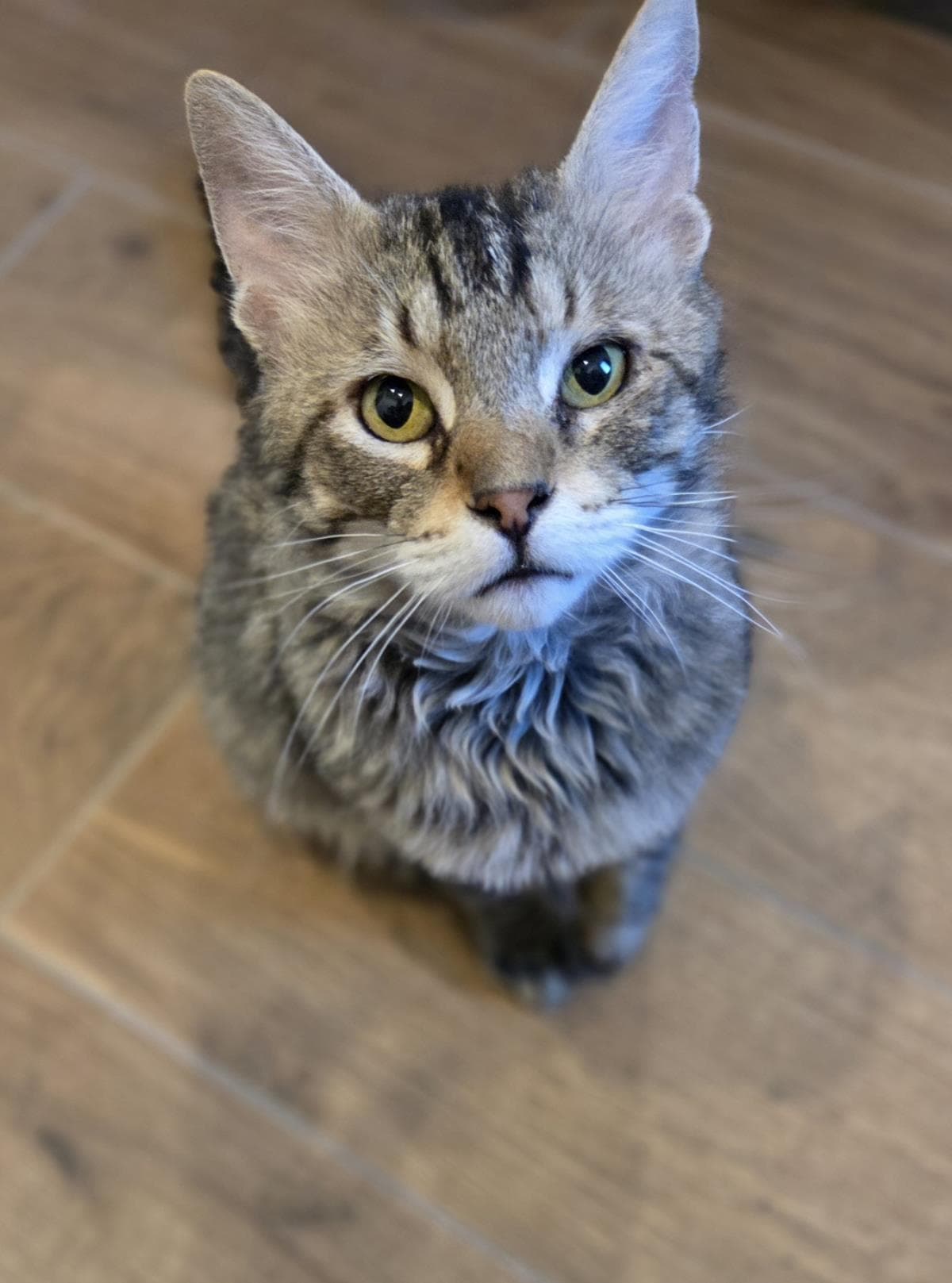 Skater Boi - Domestic Medium Hair