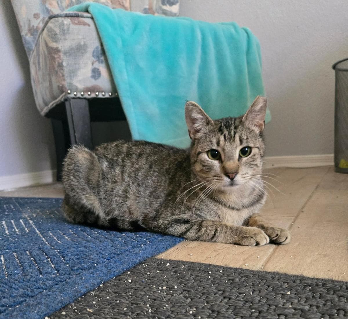 Harper Lee - Domestic Short Hair
