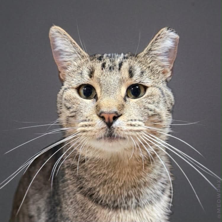 Harper Lee - Domestic Short Hair