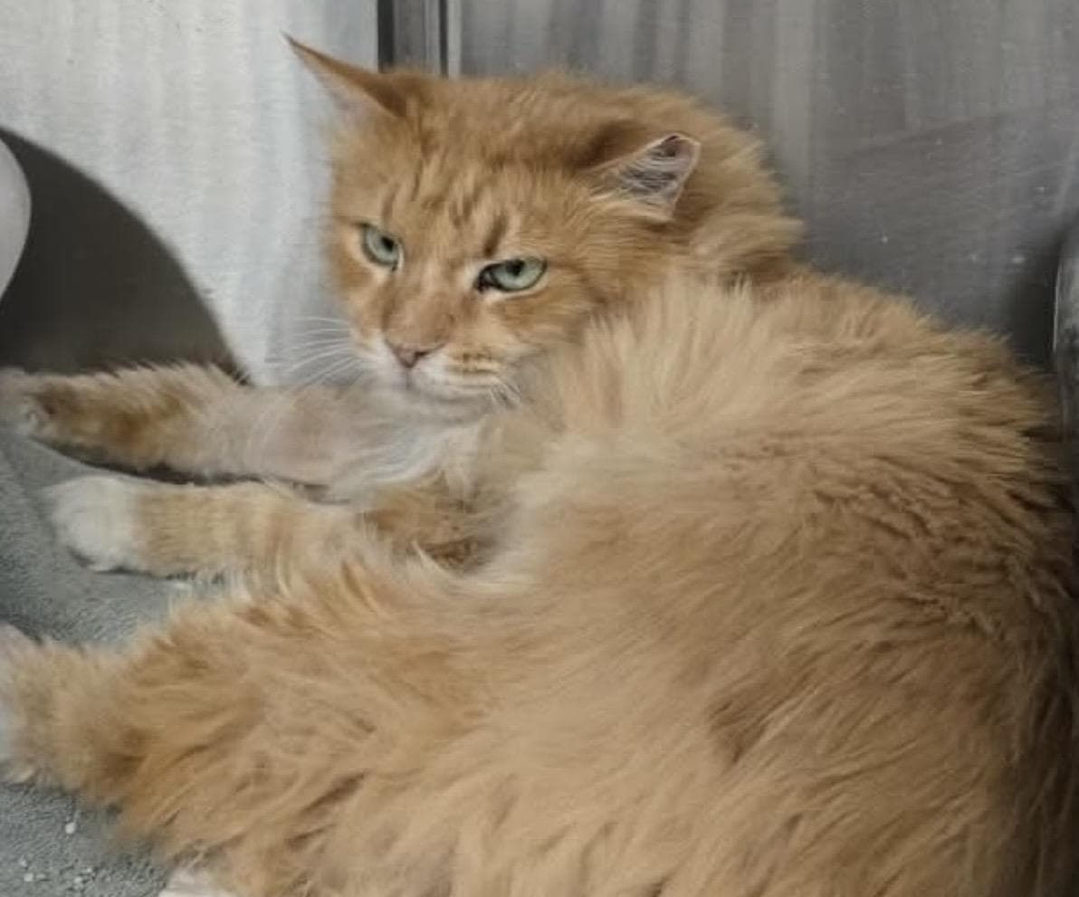 Cumin Orange - Domestic Medium Hair