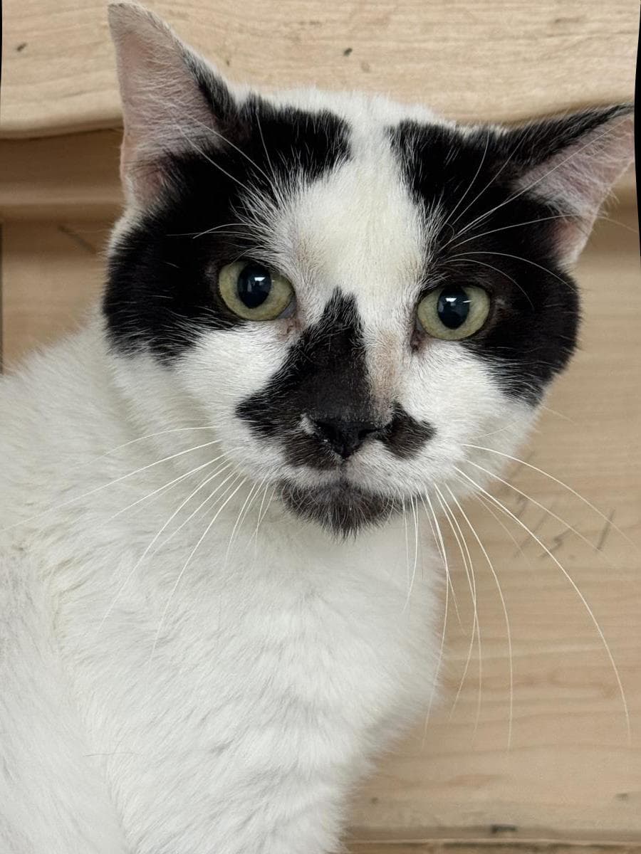 Basil Mccow - Domestic Medium Hair