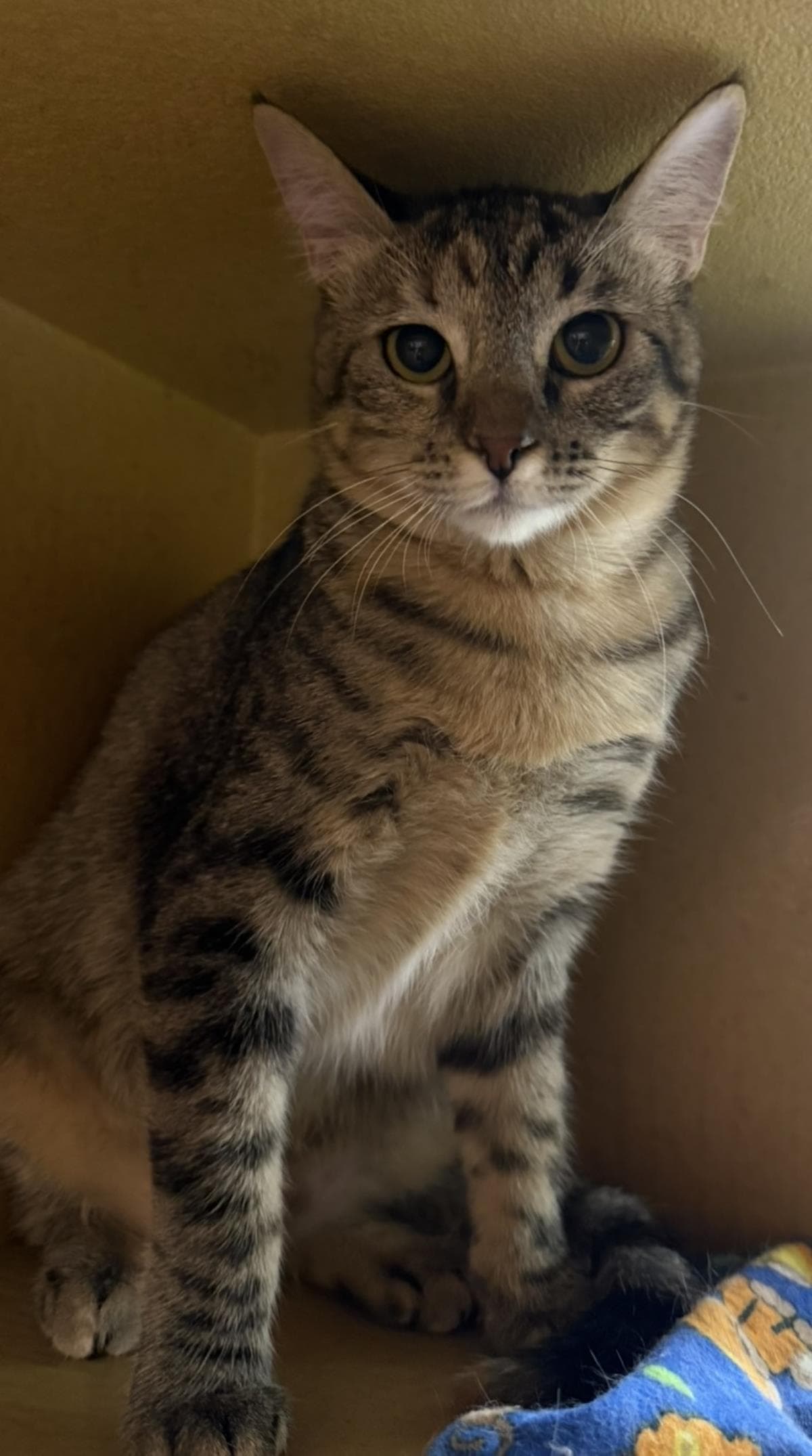 Briar Willow - Domestic Short Hair