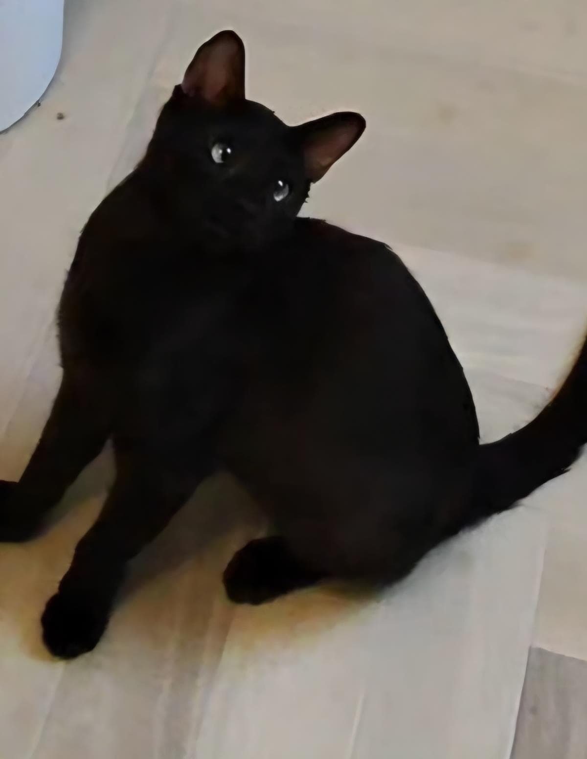 Onyx Nightshade - Domestic Short Hair