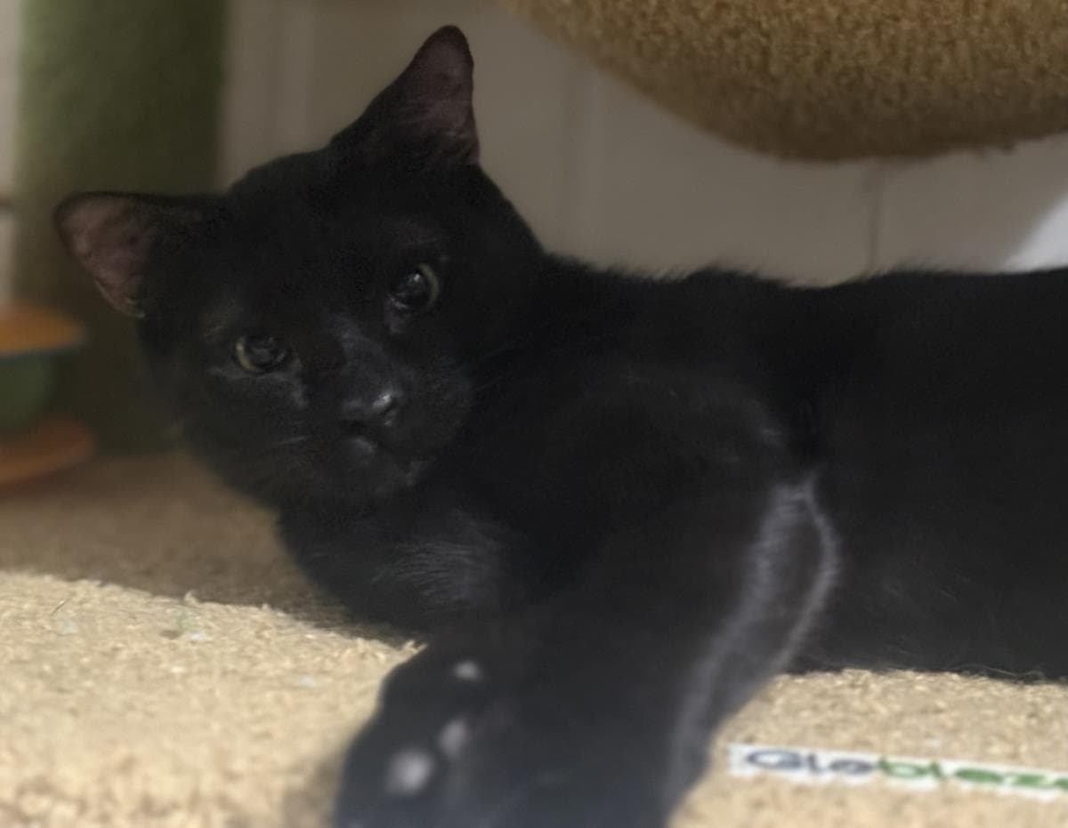 Onyx Nightshade - Domestic Short Hair