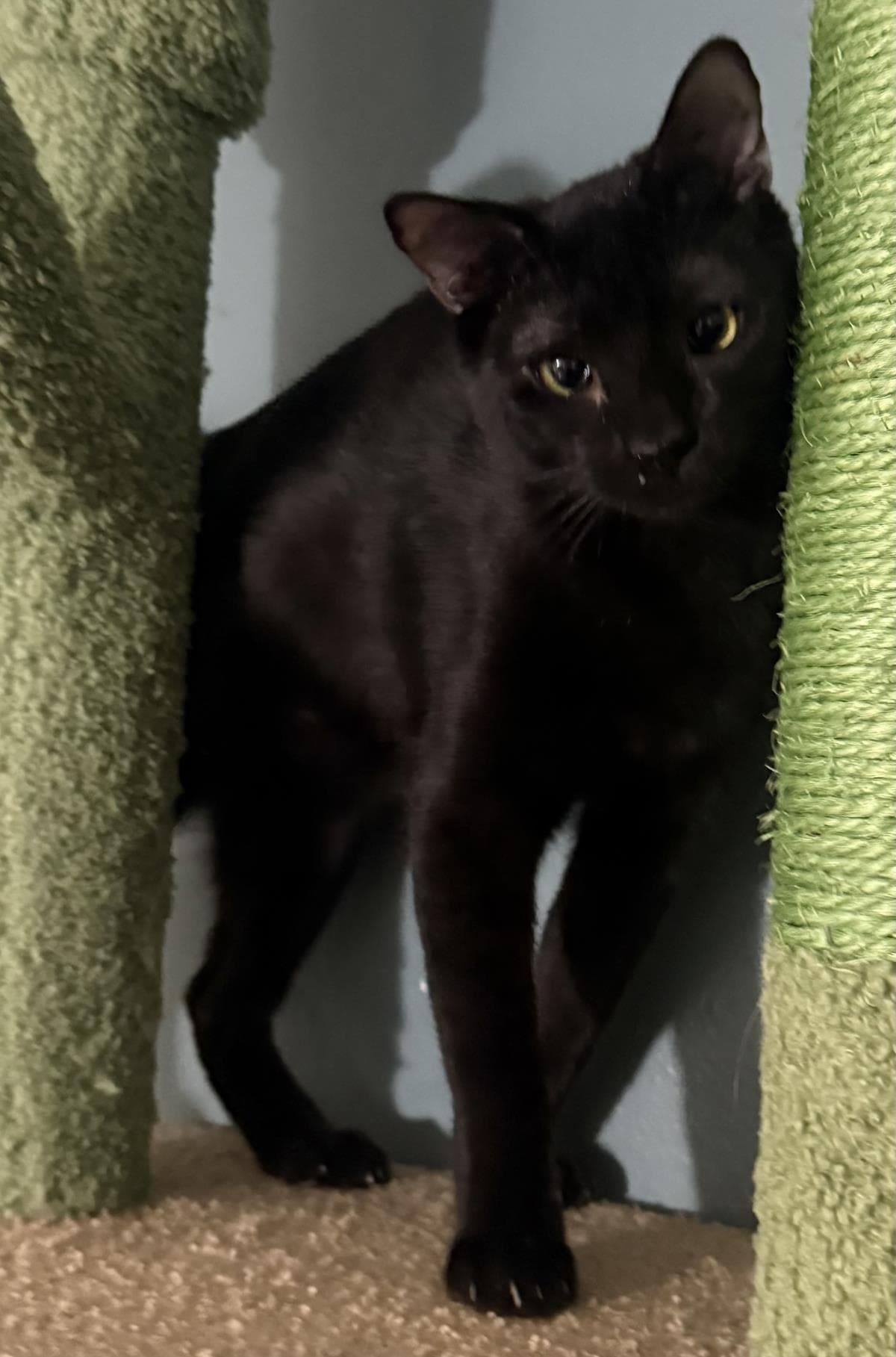 Onyx Nightshade - Domestic Short Hair