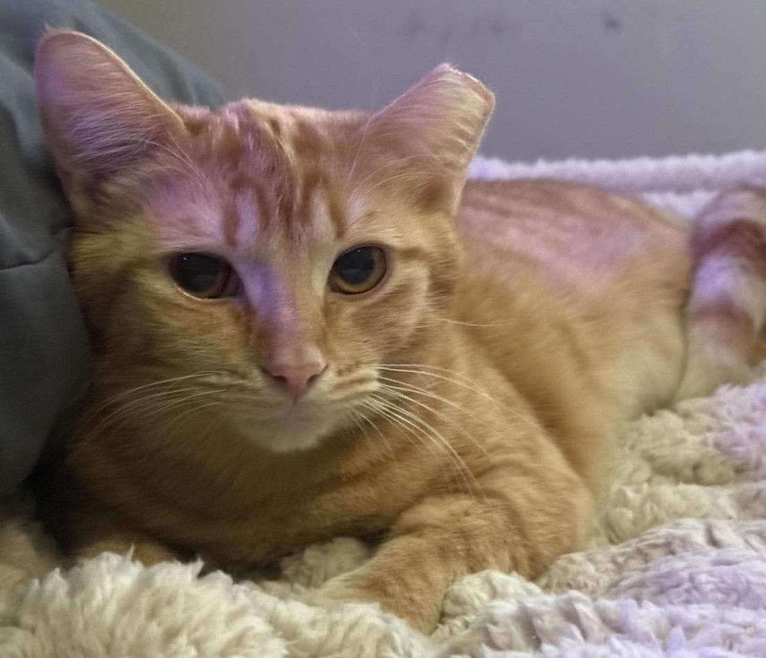 Sabrina Duncan - Domestic Short Hair