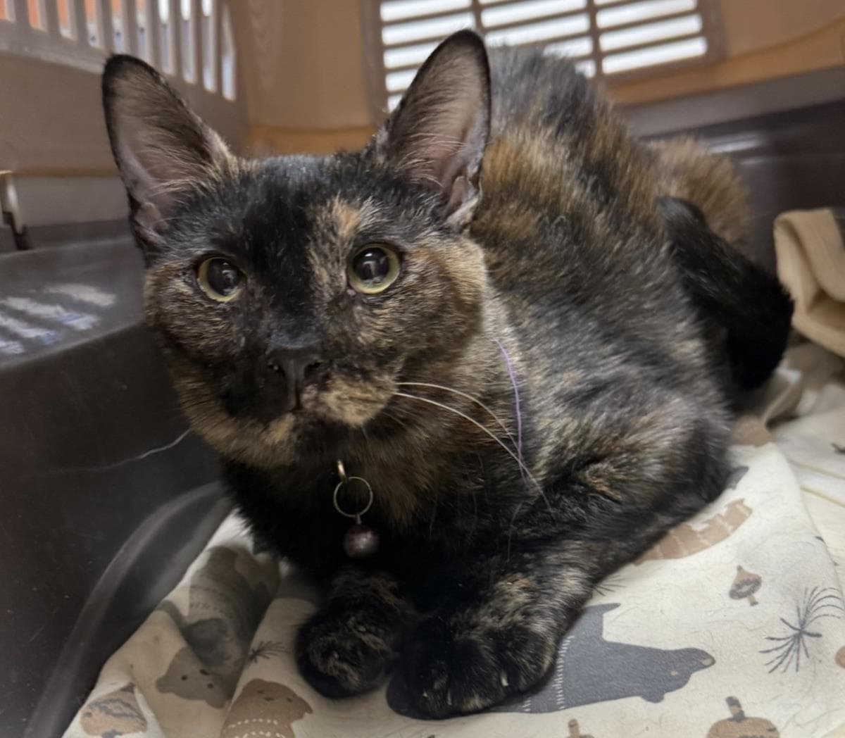 Monarch Blossom - Tortoiseshell