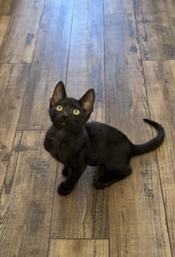 Darth Meowder Purrwalker image 1
