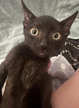 Darth Meowder Purrwalker image 2