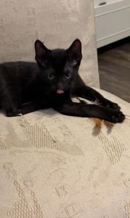 Darth Meowder Purrwalker image 3
