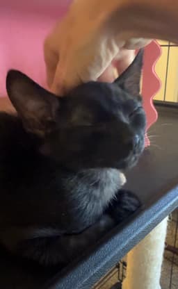 Darth Meowder Purrwalker image 4