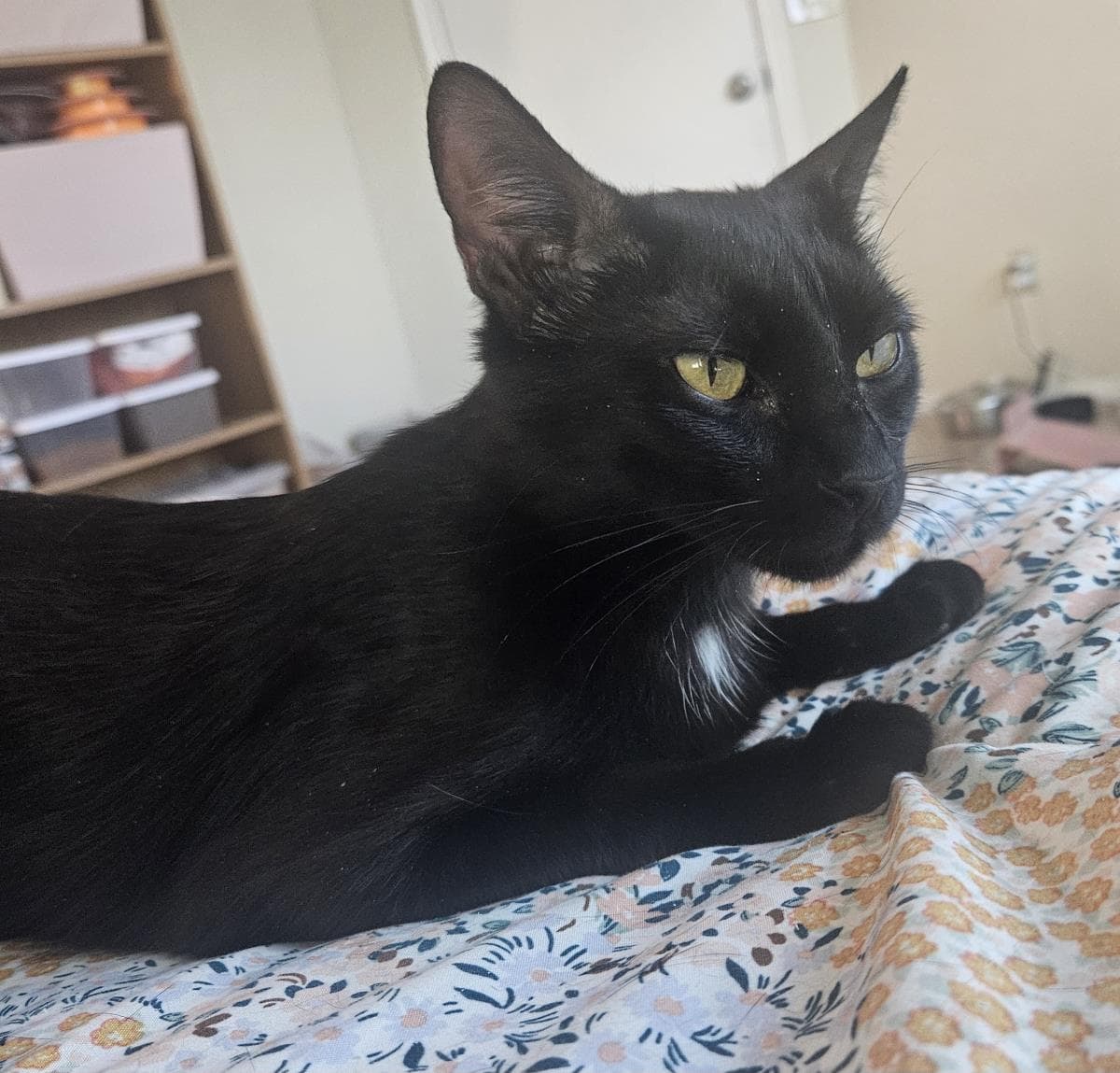 Starry Nightsky - Domestic Short Hair