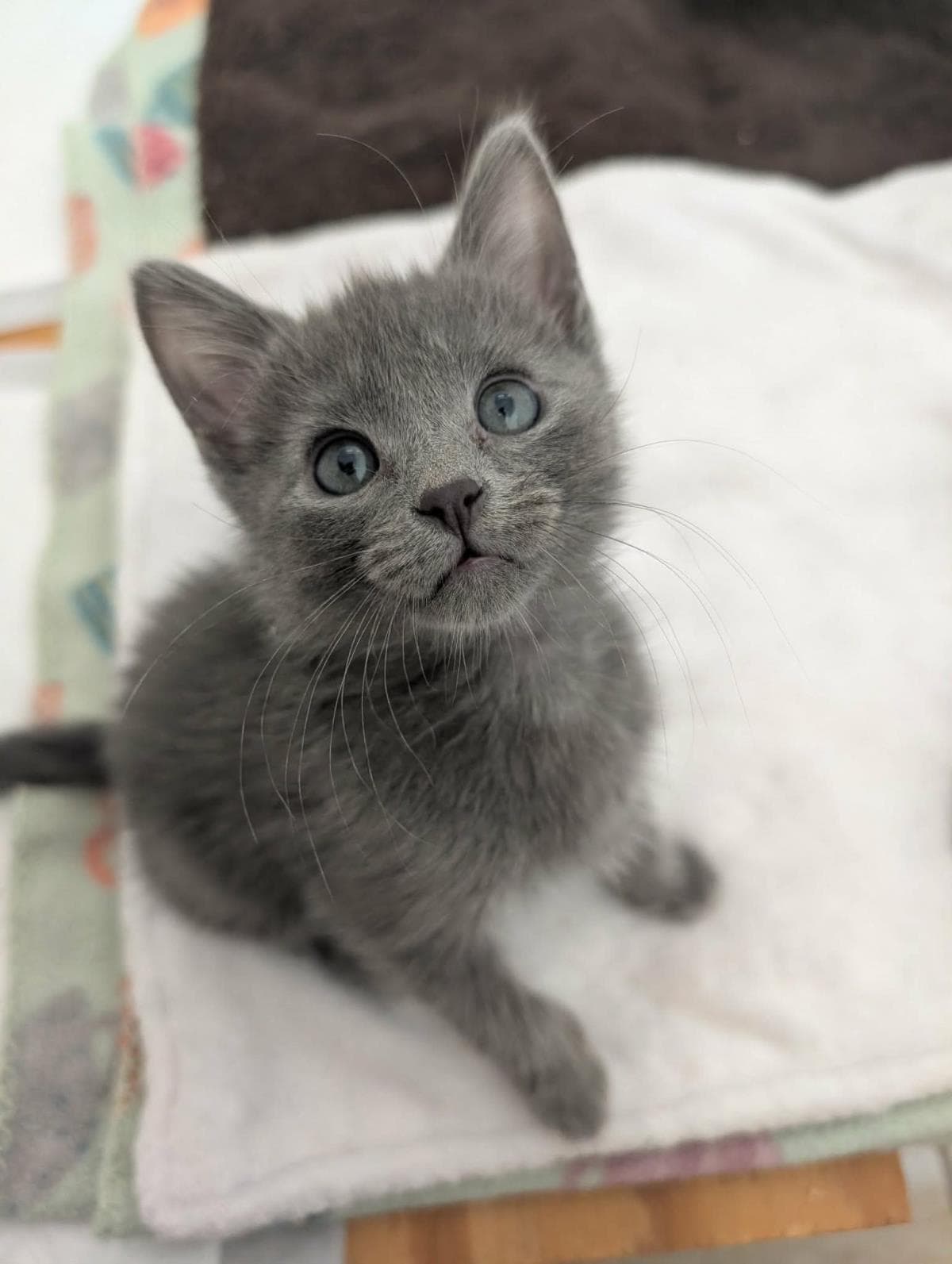 Blueberry Muffin - Domestic Short Hair