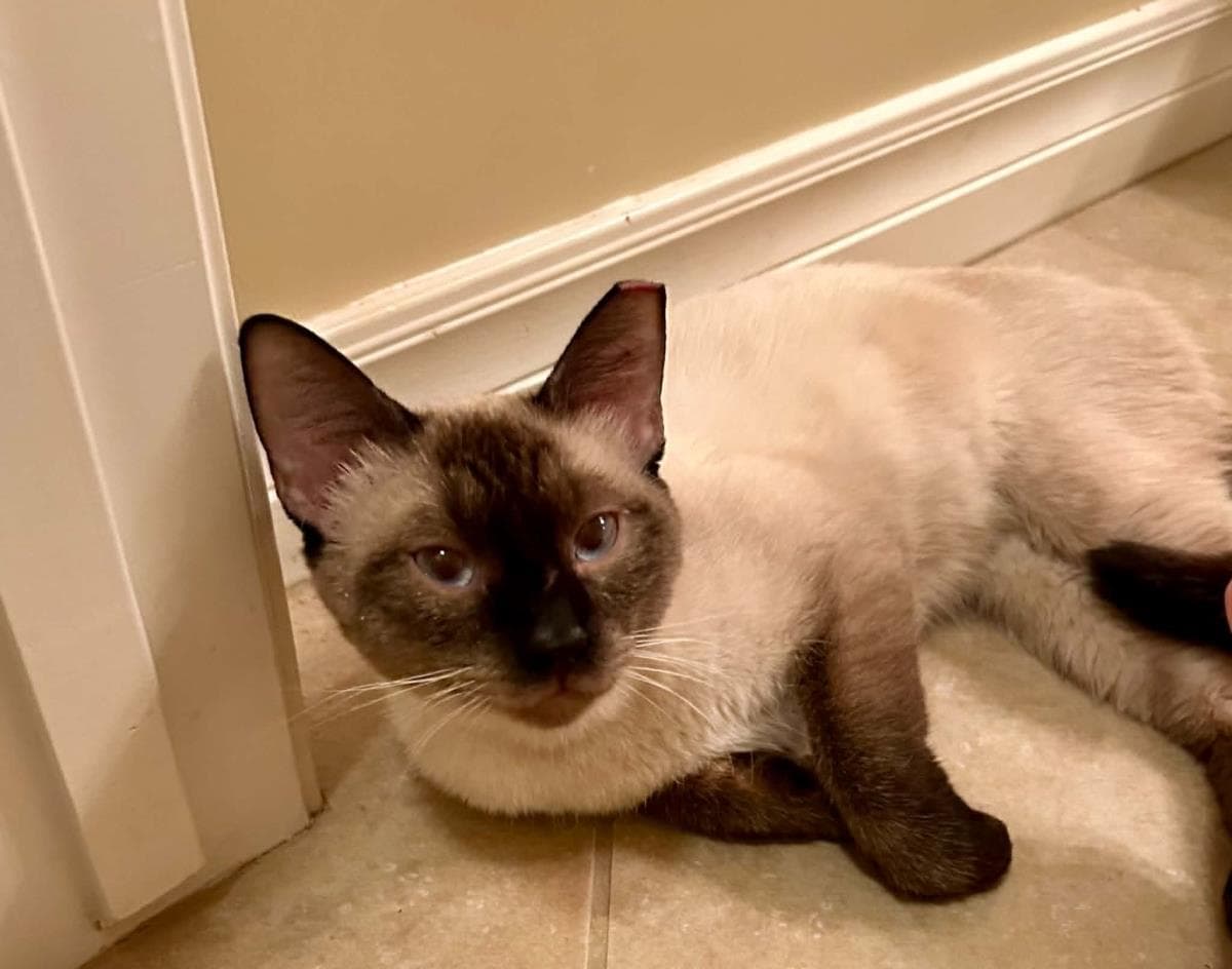Cosmo Coconino - Domestic Short Hair