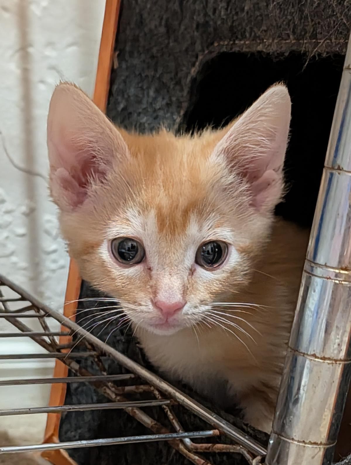 Cadence Crescendo - Domestic Short Hair