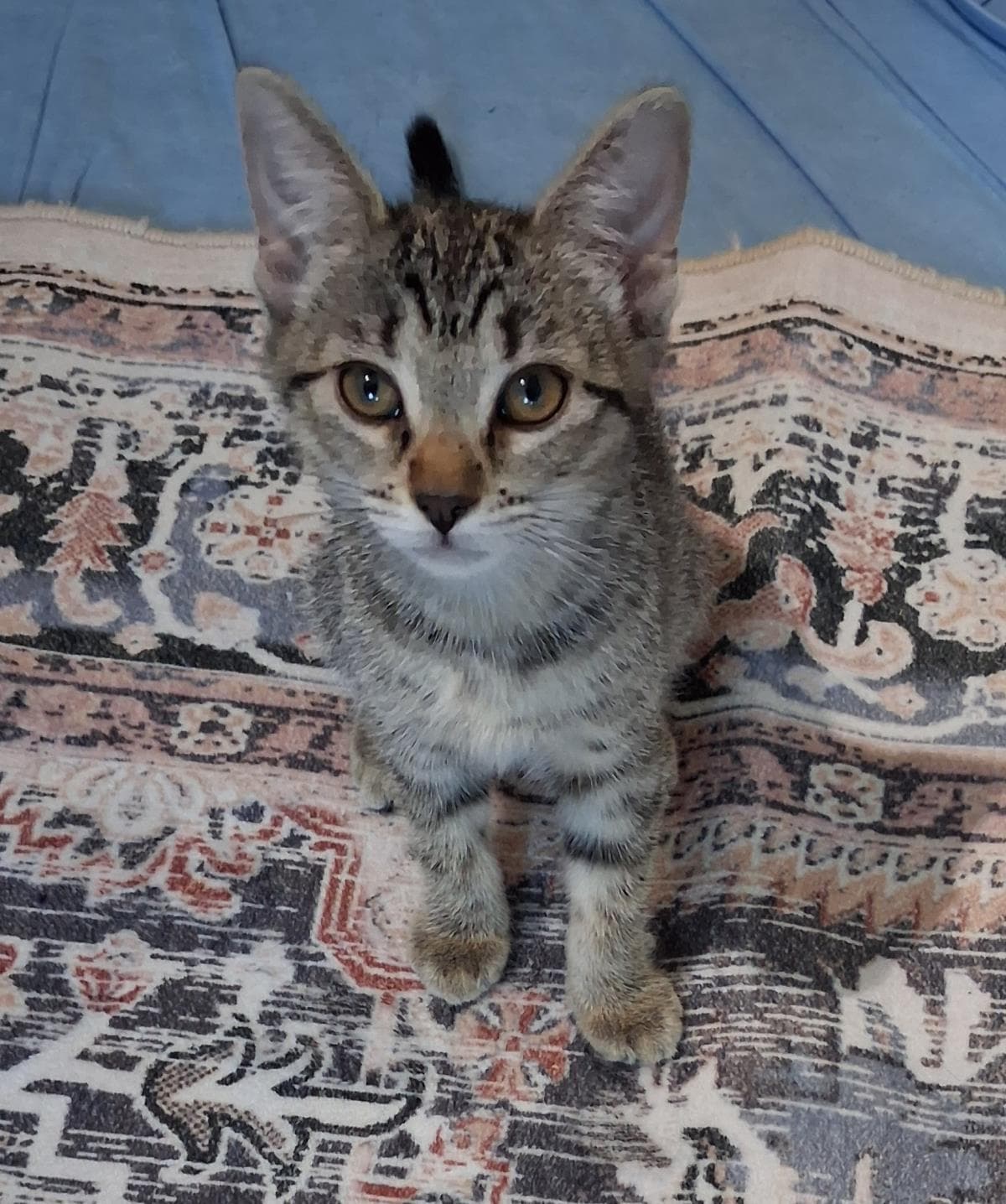 Rosie Moon - Domestic Short Hair