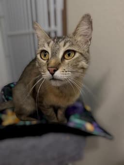 Odessa Koshka image 1