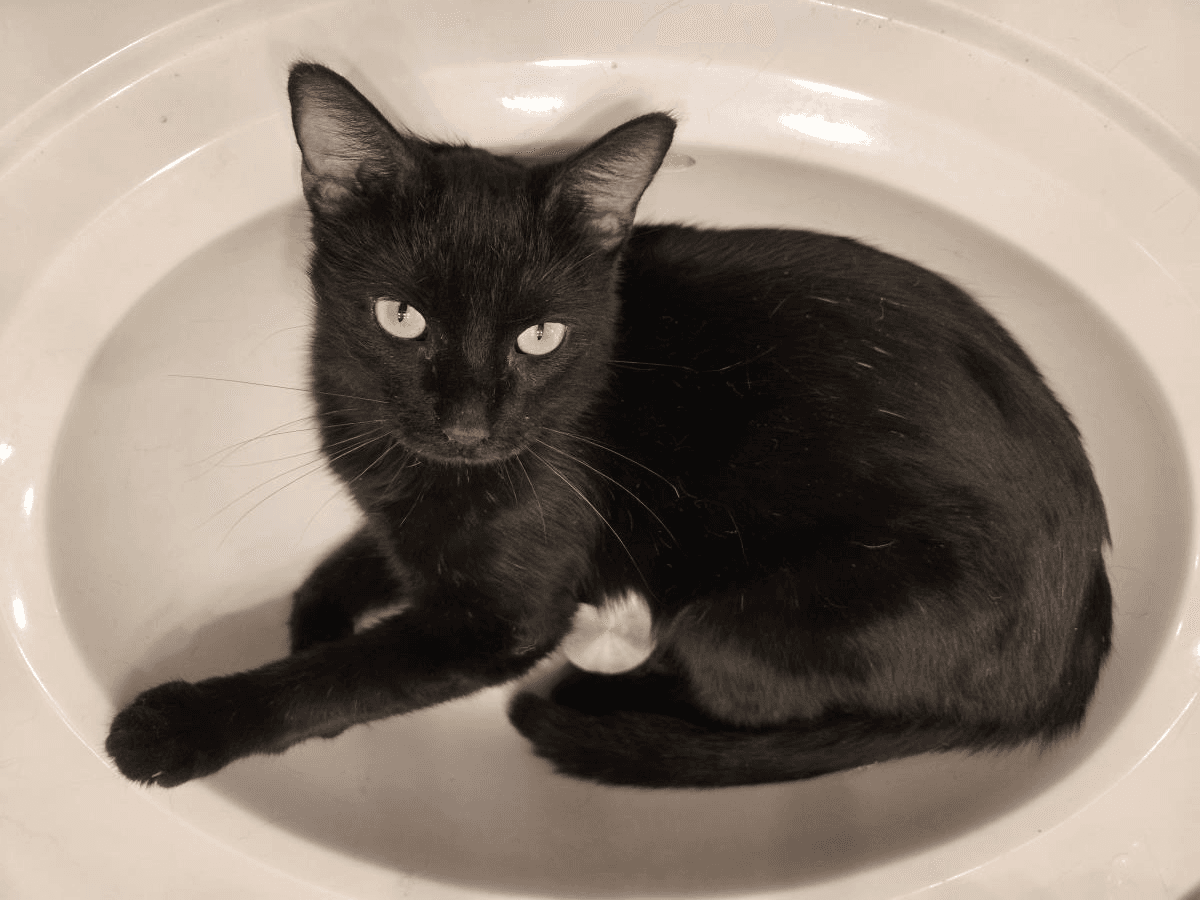Morgan Furrman - Domestic Medium Hair