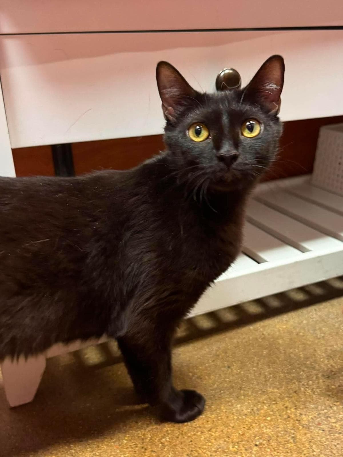 Hera Olympus - Domestic Short Hair