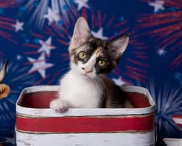 Chiquita Le Chat image 1