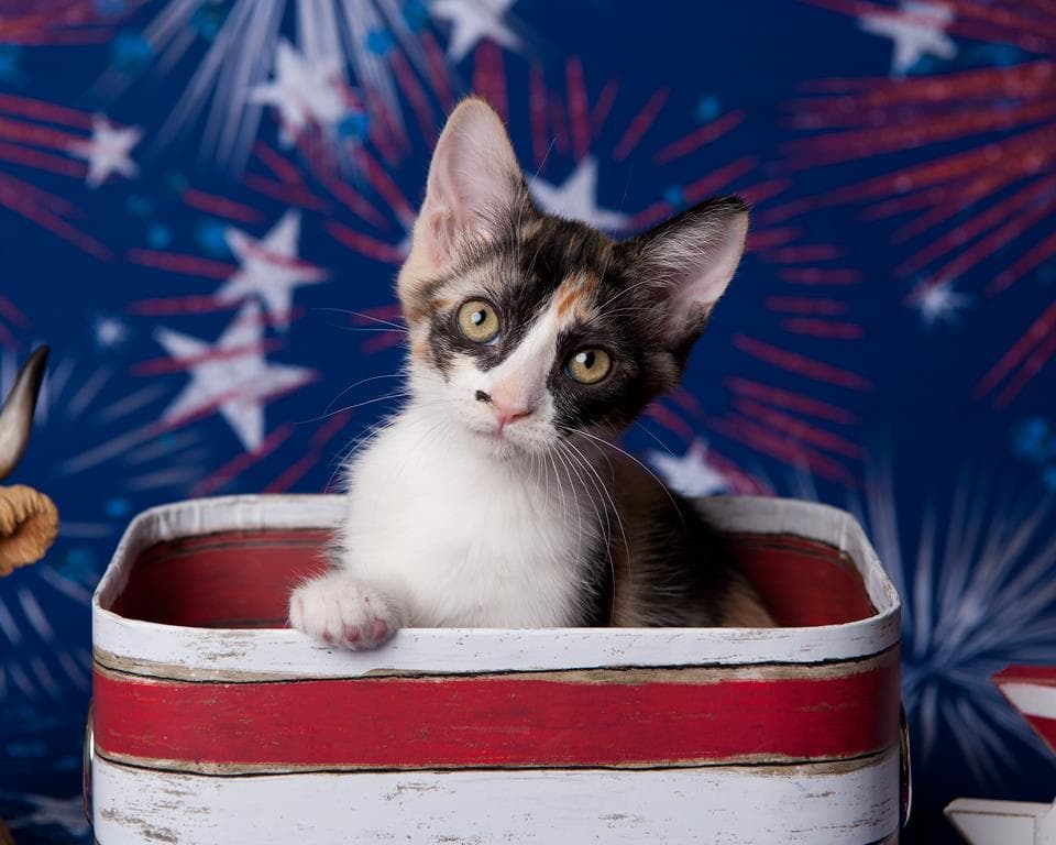 Chiquita Le Chat