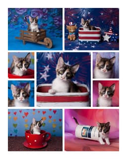 Chiquita Le Chat image 2