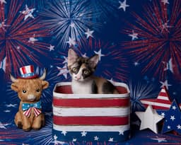 Chiquita Le Chat image 3