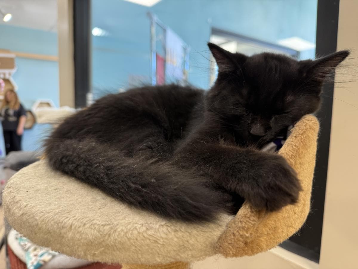 Henry Flea - Domestic Medium Hair