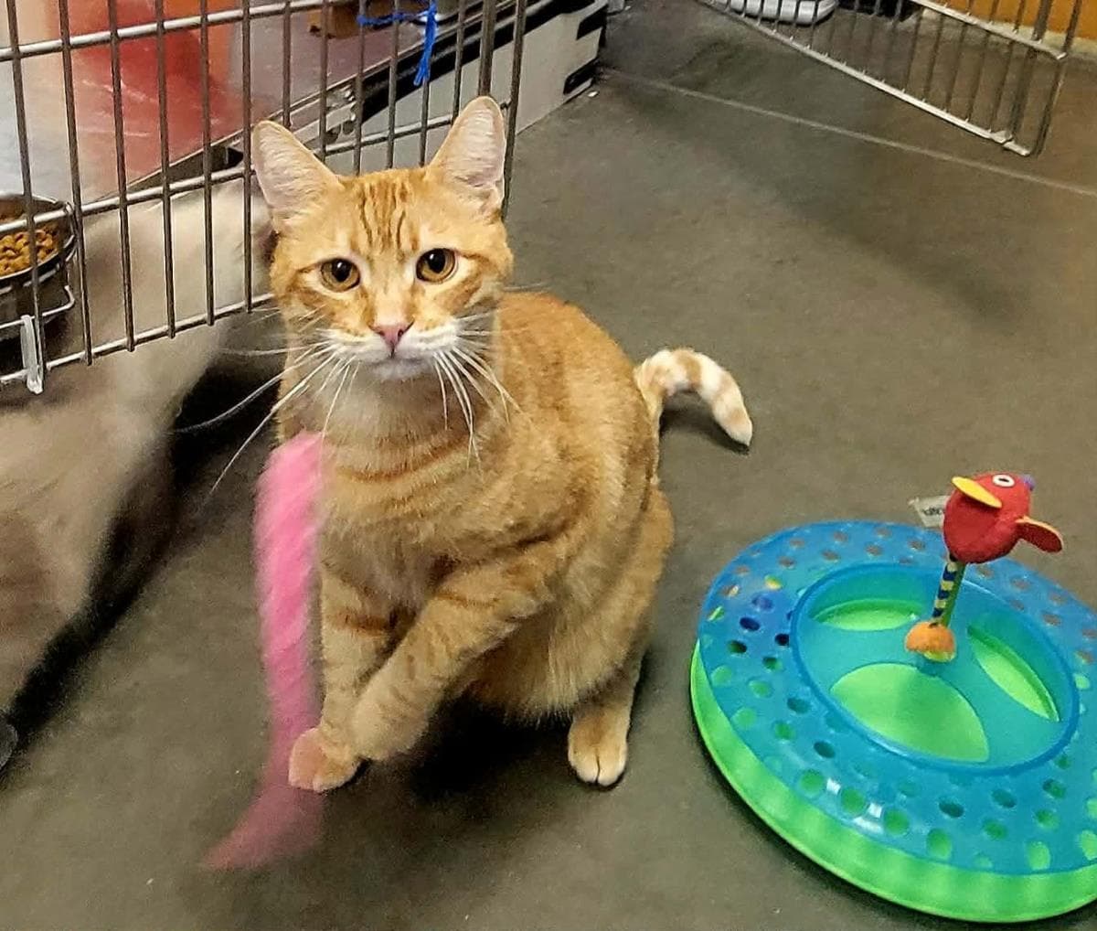 Chester Purrington - Domestic Short Hair