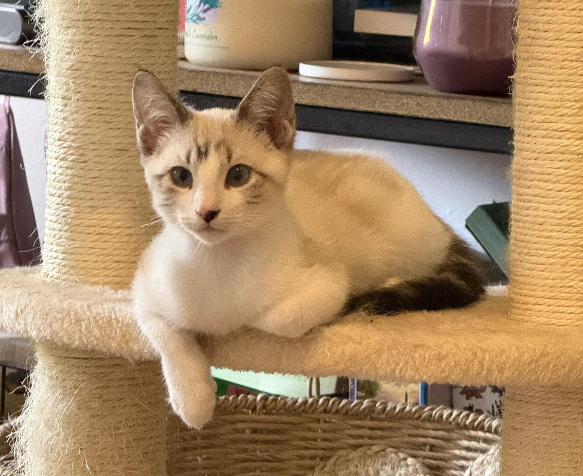 Bashful White - Domestic Short Hair
