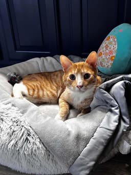 Cheddar Cheesington image 1