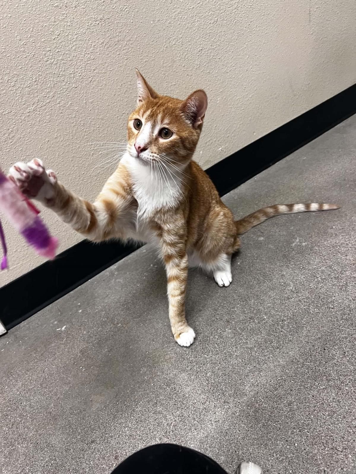 Cheddar Cheesington - Domestic Short Hair
