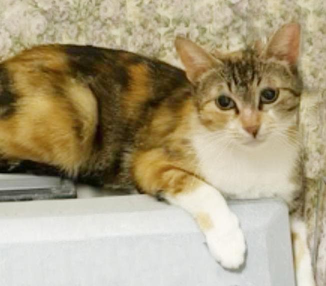 Peaches Hartland - Torbie