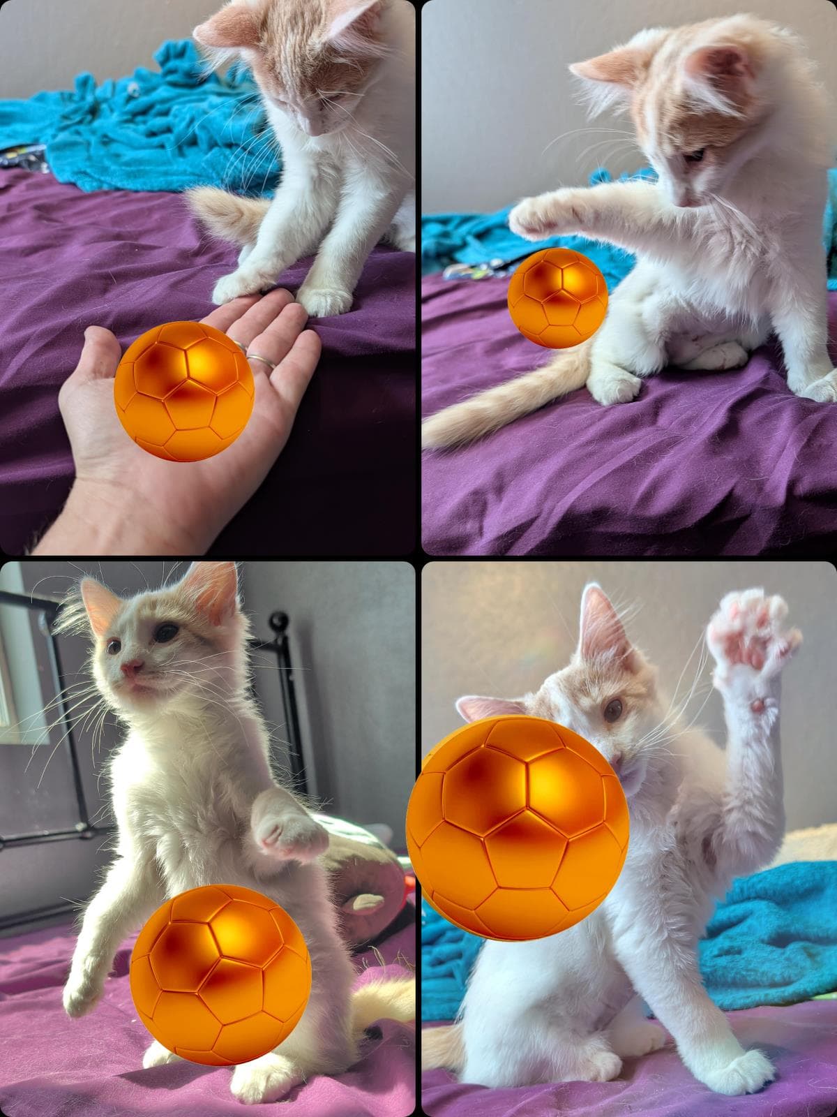 Melody Crescendo - Domestic Medium Hair
