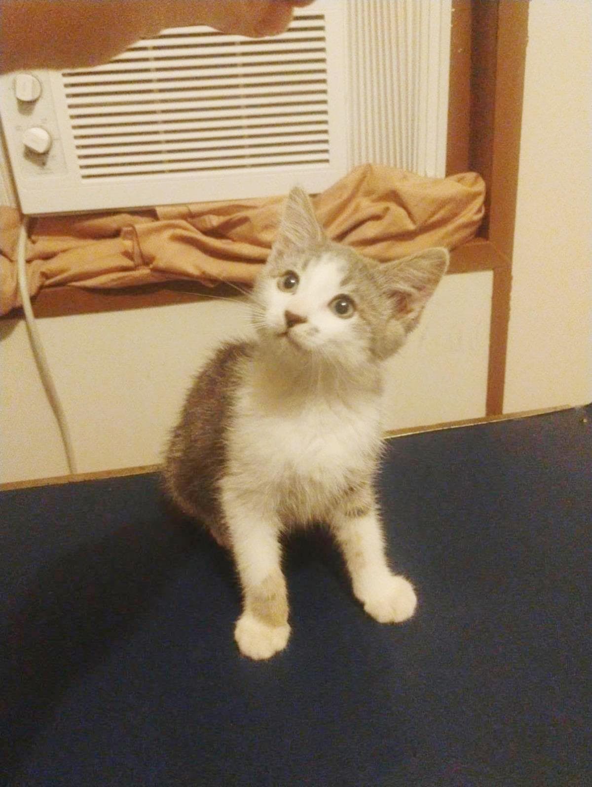 Gizmo Thursday - Domestic Medium Hair