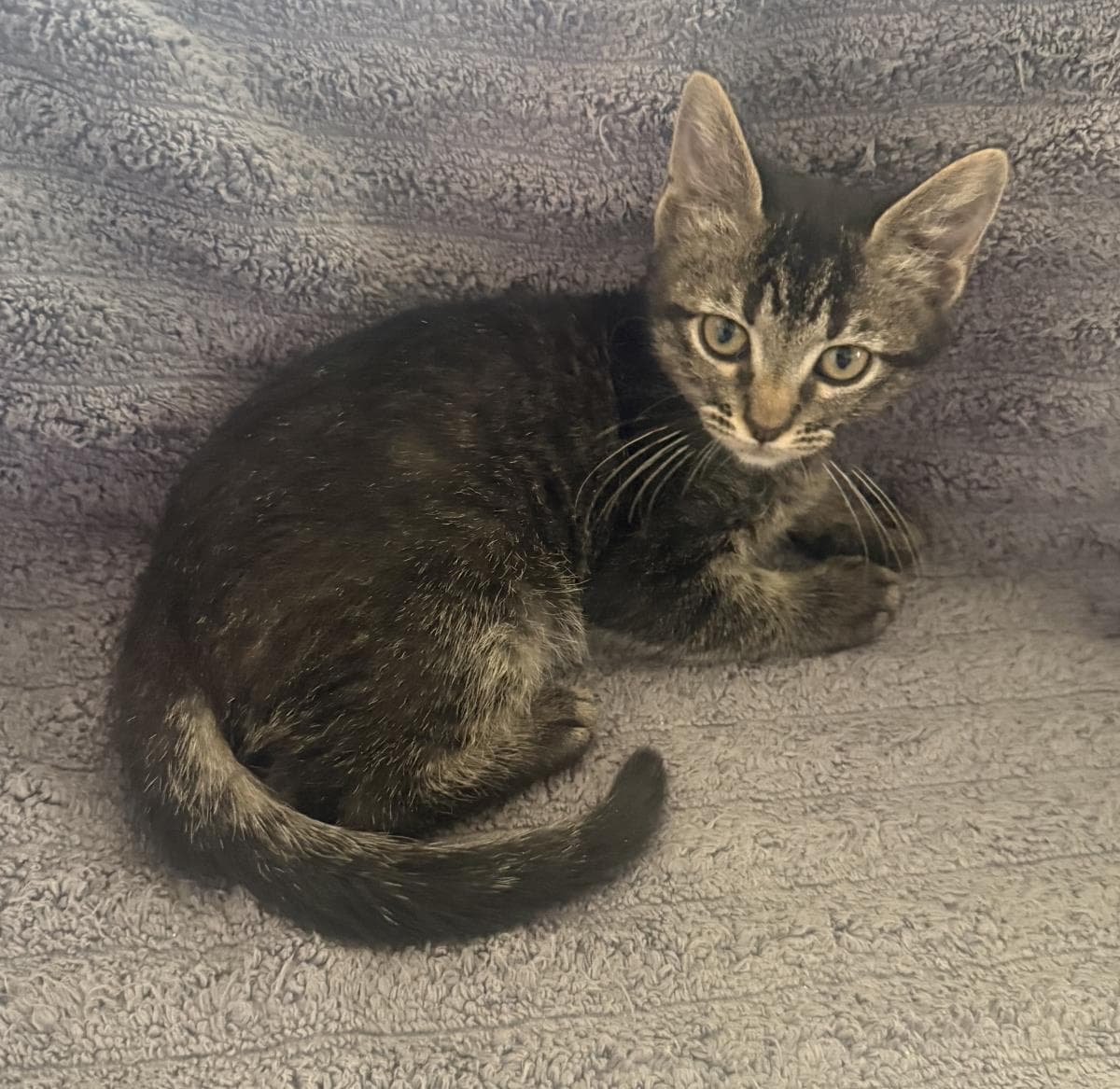 Clarissa Curtis - Tabby