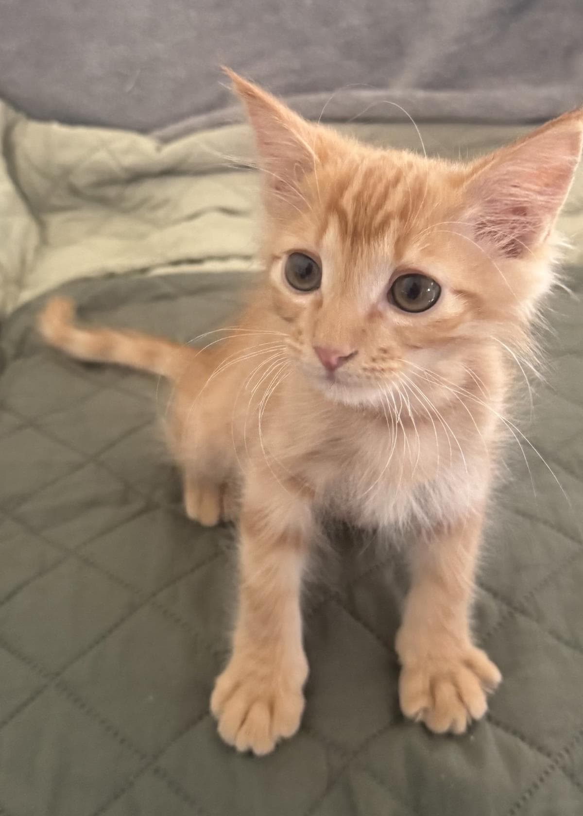 Ed Curtis - Tabby