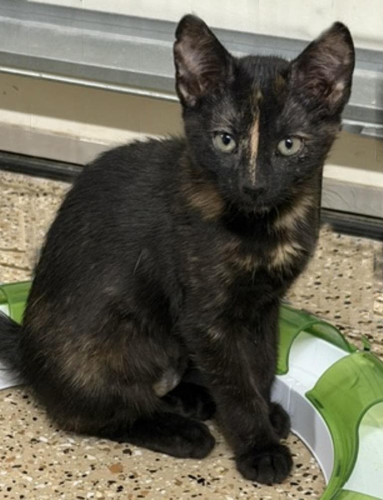Tiramisu Delights - Tortoiseshell