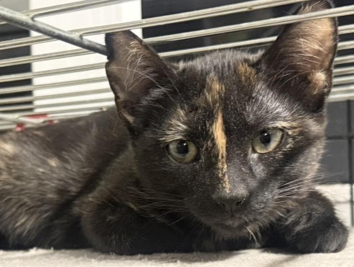 Tiramisu Delights - Tortoiseshell