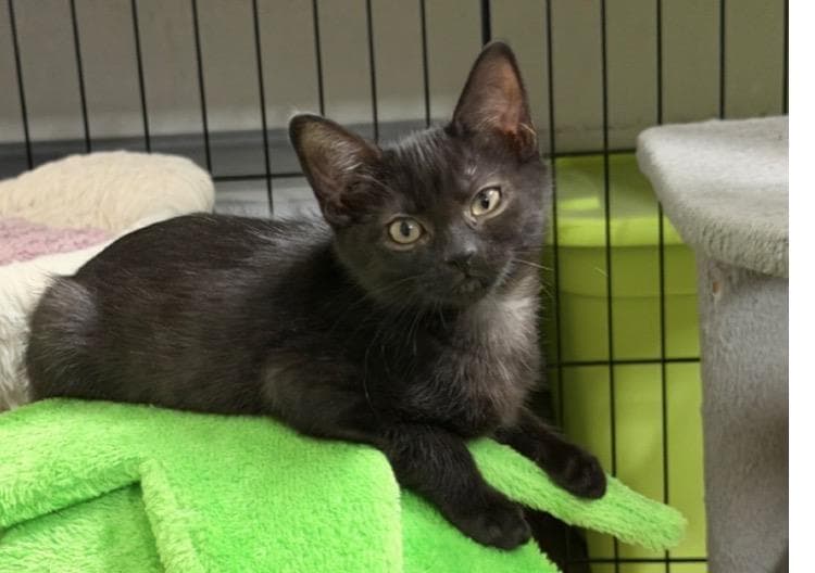 Biscotti Delights - Domestic Short Hair