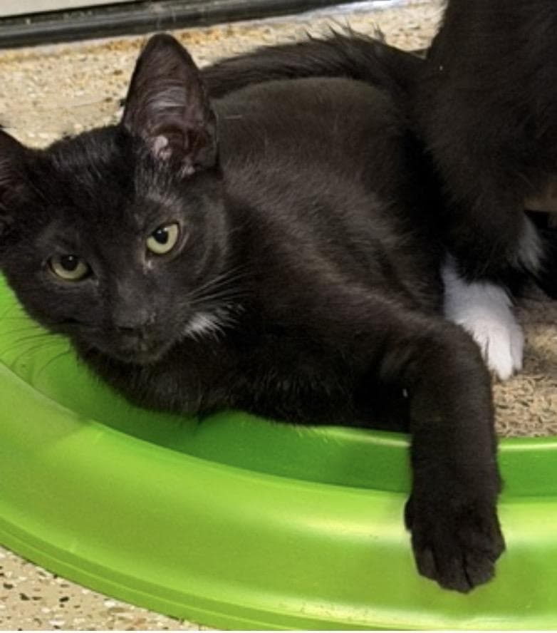 Mocha Delights - Domestic Short Hair