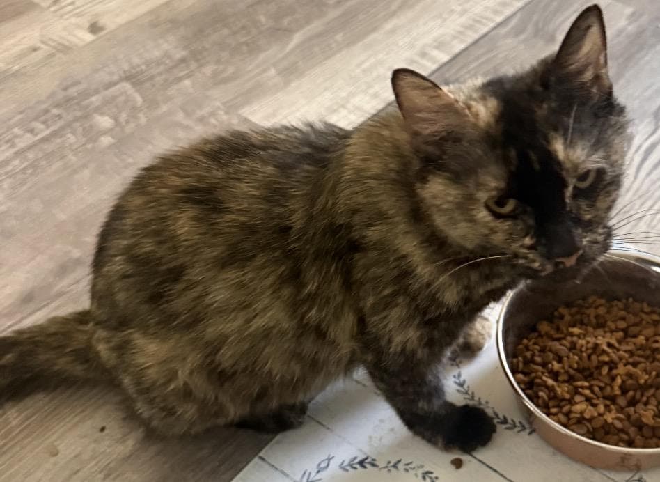 Isa Mariposa - Tortoiseshell